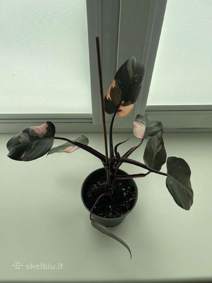 Philodendron pink pricess - nuotraukos Nr. 3