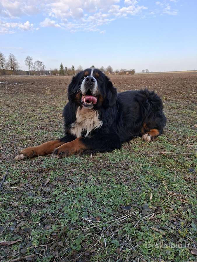 Berno zenenhundas. Kergiu