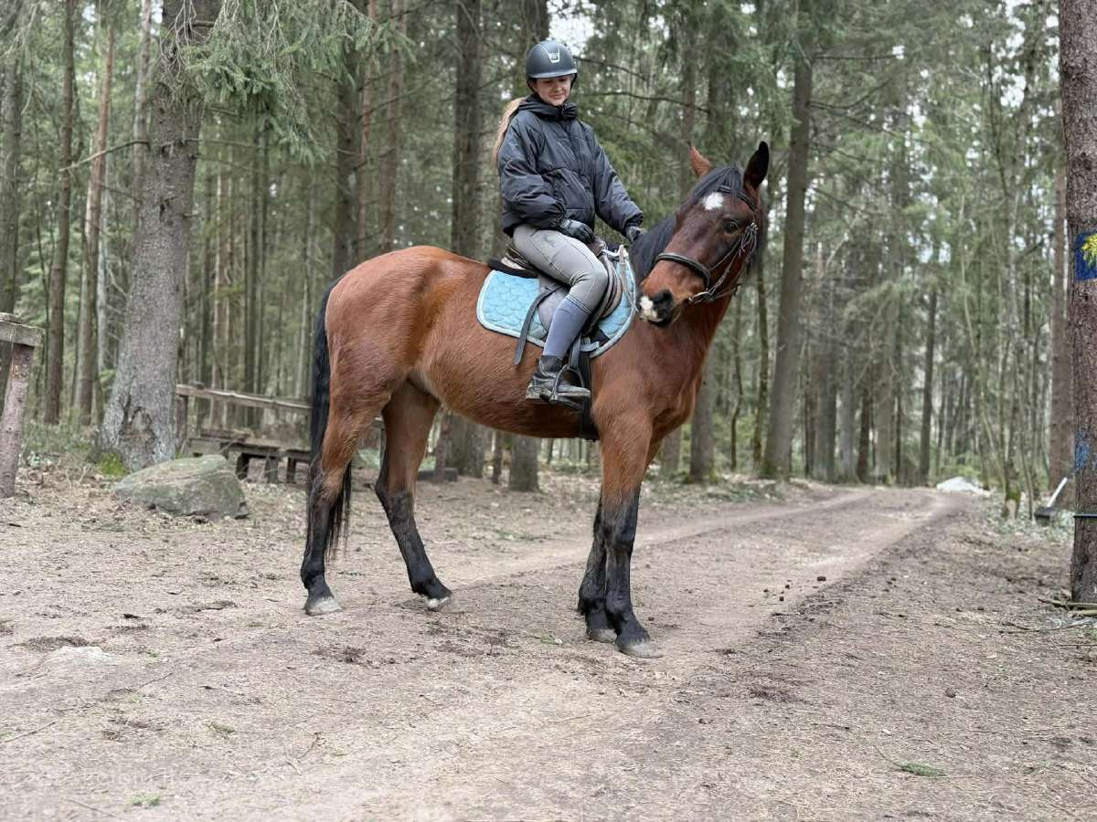 Baltijos šiltakraujis žirgas