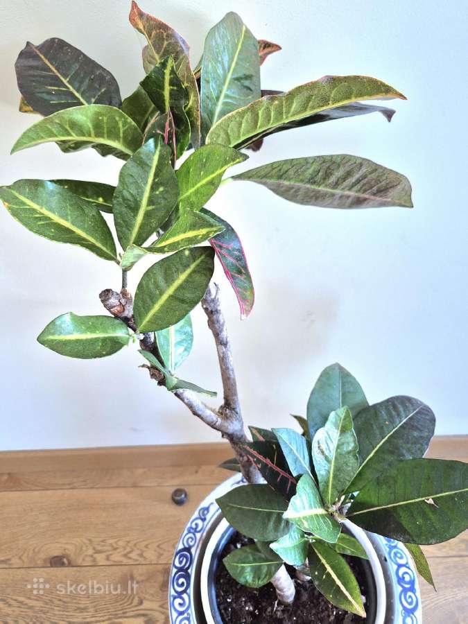 Kambarine gele"codiaeum". - nuotraukos Nr. 5