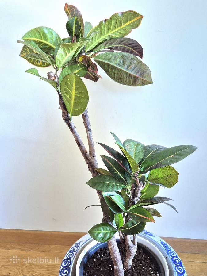 Kambarine gele"codiaeum". - nuotraukos Nr. 7