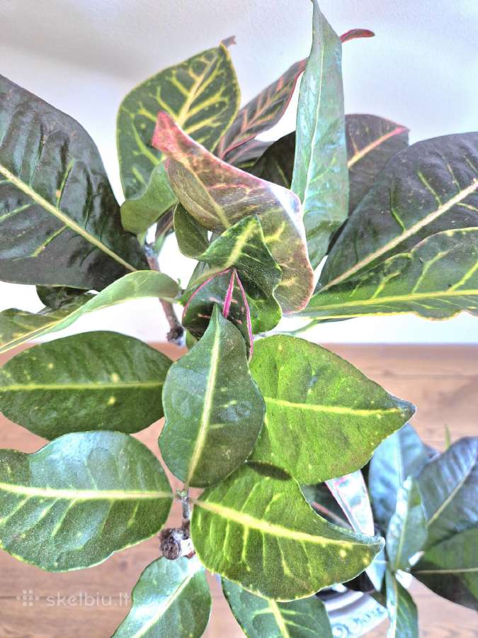 Kambarine gele"codiaeum". - nuotraukos Nr. 6