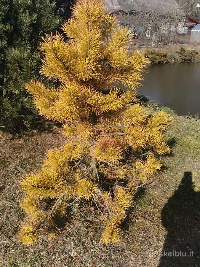 Augalai