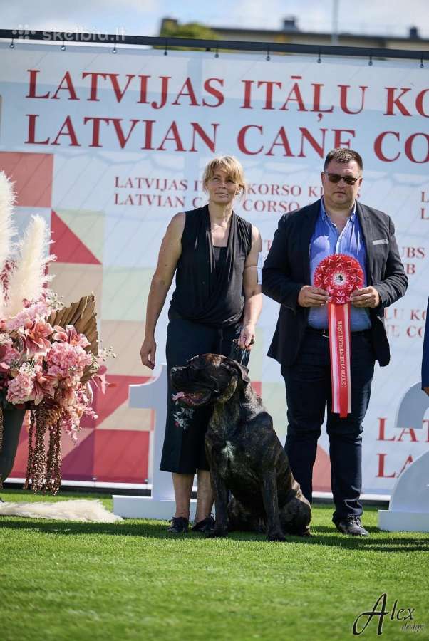 Cane Corso šuniukai su kilmės dokumentais - nuotraukos Nr. 8