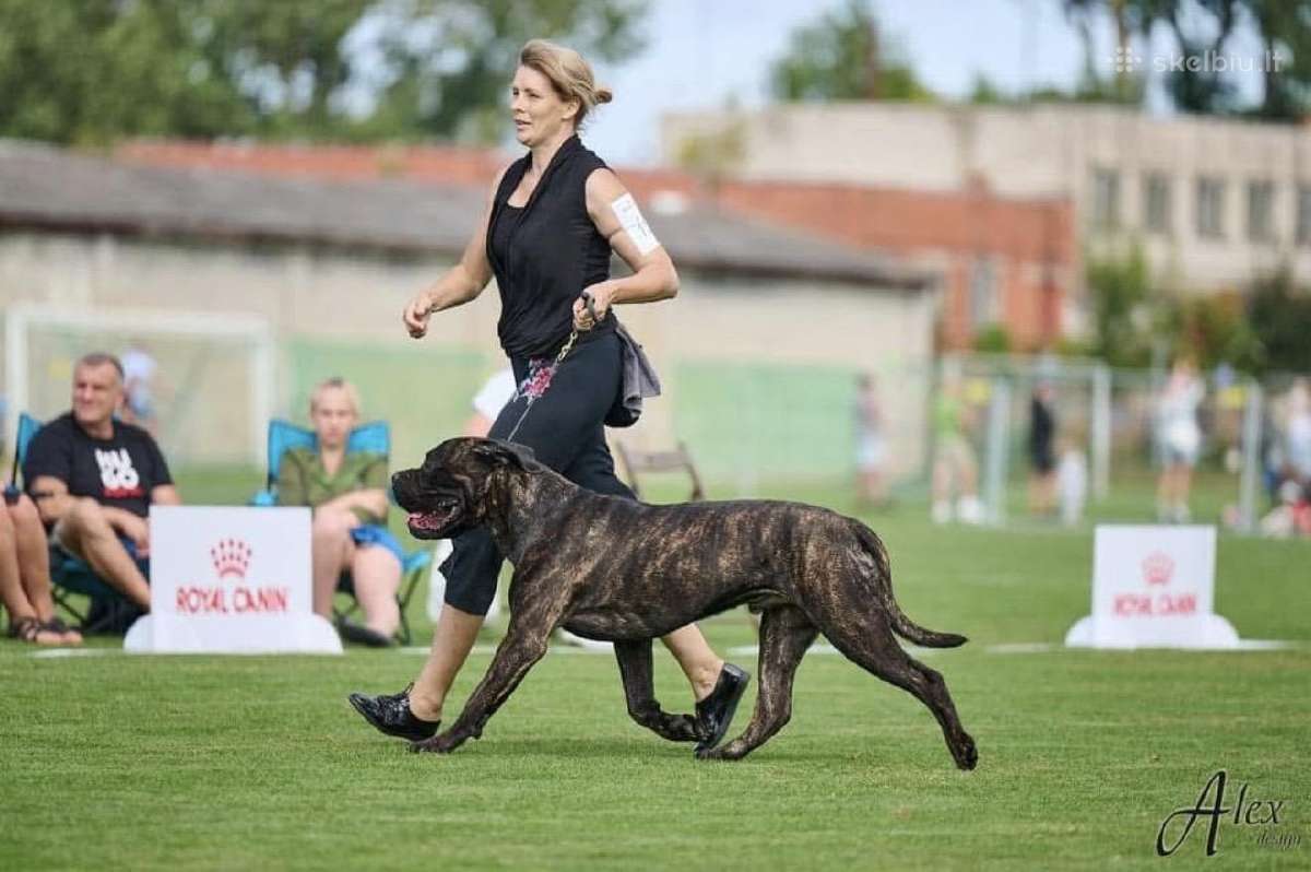 Cane Corso šuniukai su kilmės dokumentais - nuotraukos Nr. 9