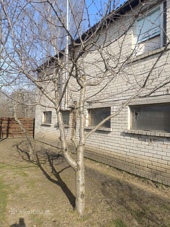 Dovanojamos Trešnės