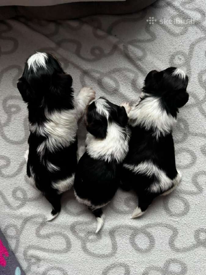 Byver (Bywer) Biever Terrier Berniukai - nuotraukos Nr. 15