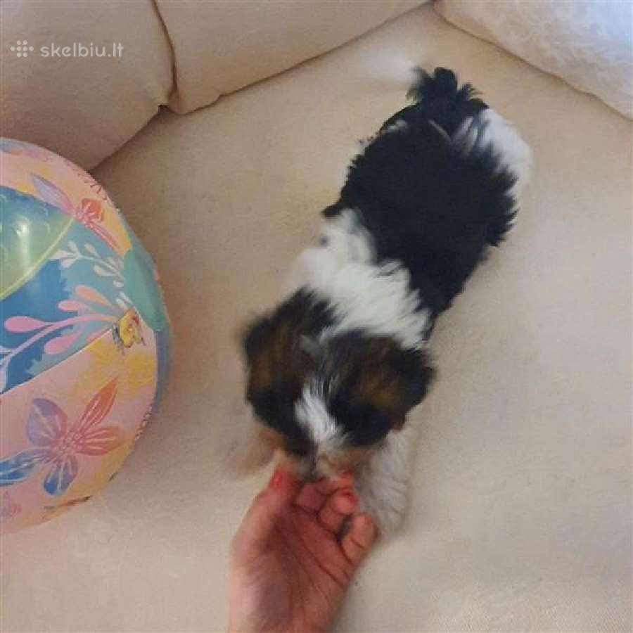 Byver (Bywer) Biever Terrier Berniukai - nuotraukos Nr. 14