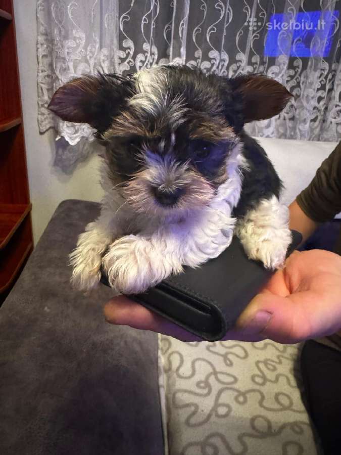 Byver (Bywer) Biever Terrier Berniukai - nuotraukos Nr. 9