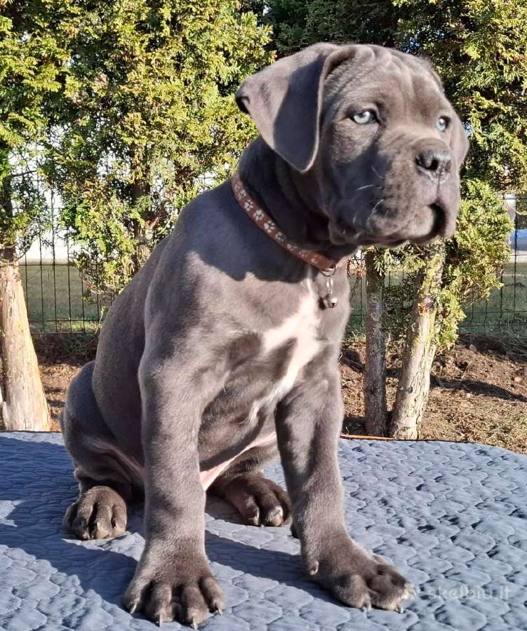 Cane Corso šuniukai su Ksu/fci dokumentais