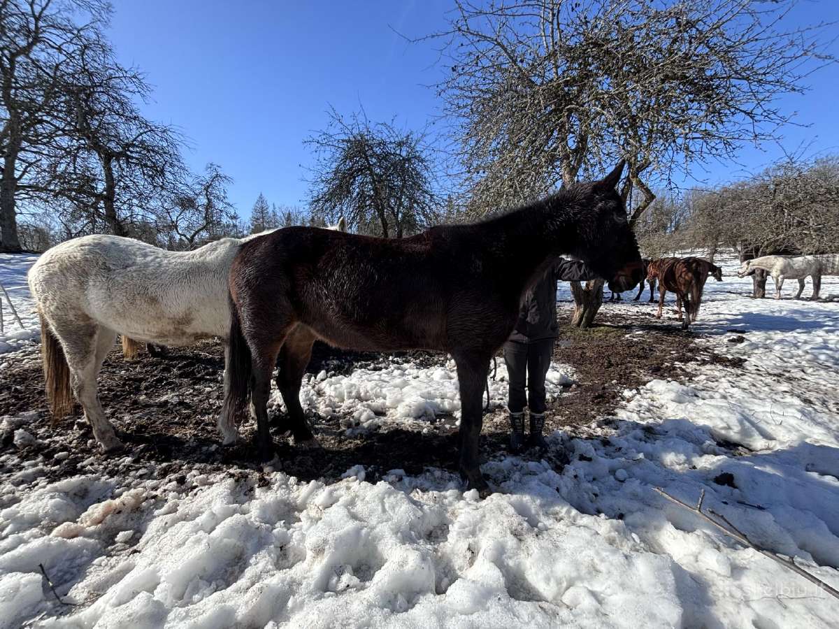 Kumelė kergimui/į kompaniją kitam žirgui