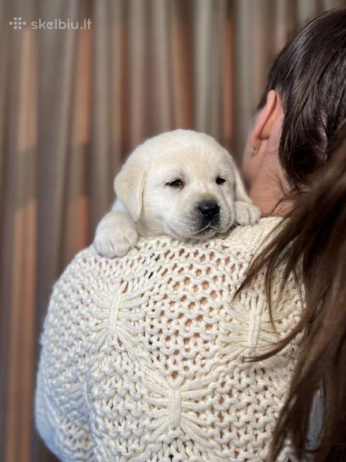 Kilmingi labradoro retriveriai - nuotraukos Nr. 26