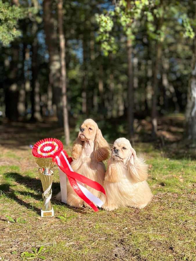 Amerikiečių kokerspanieliai - nuotraukos Nr. 12