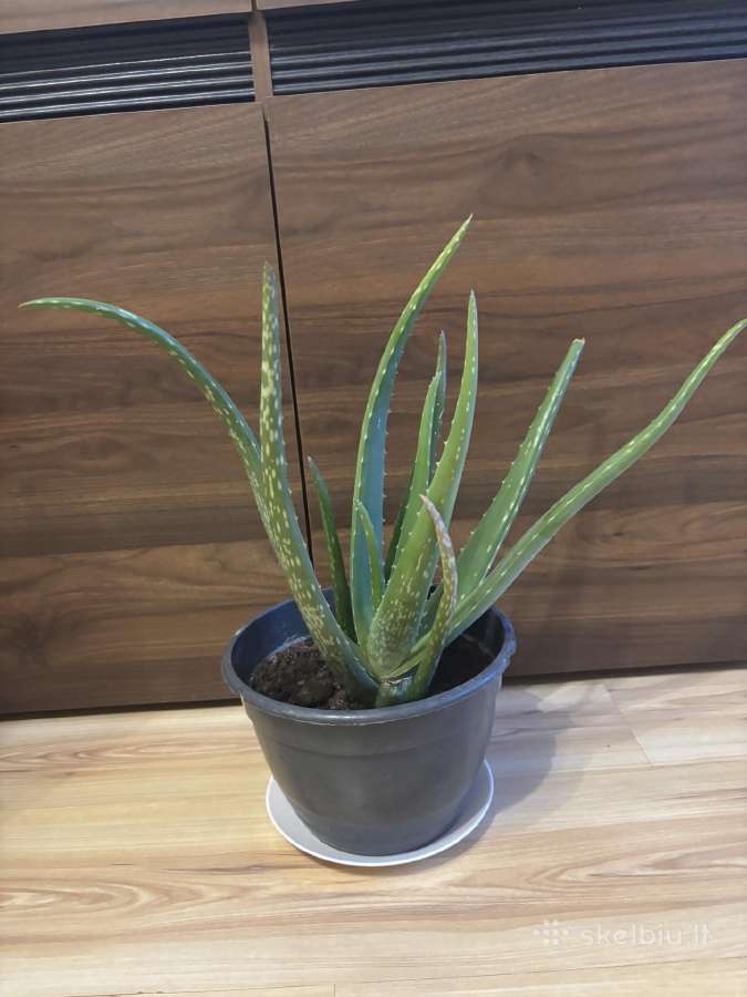 Aloe vera alijošius, alavijas