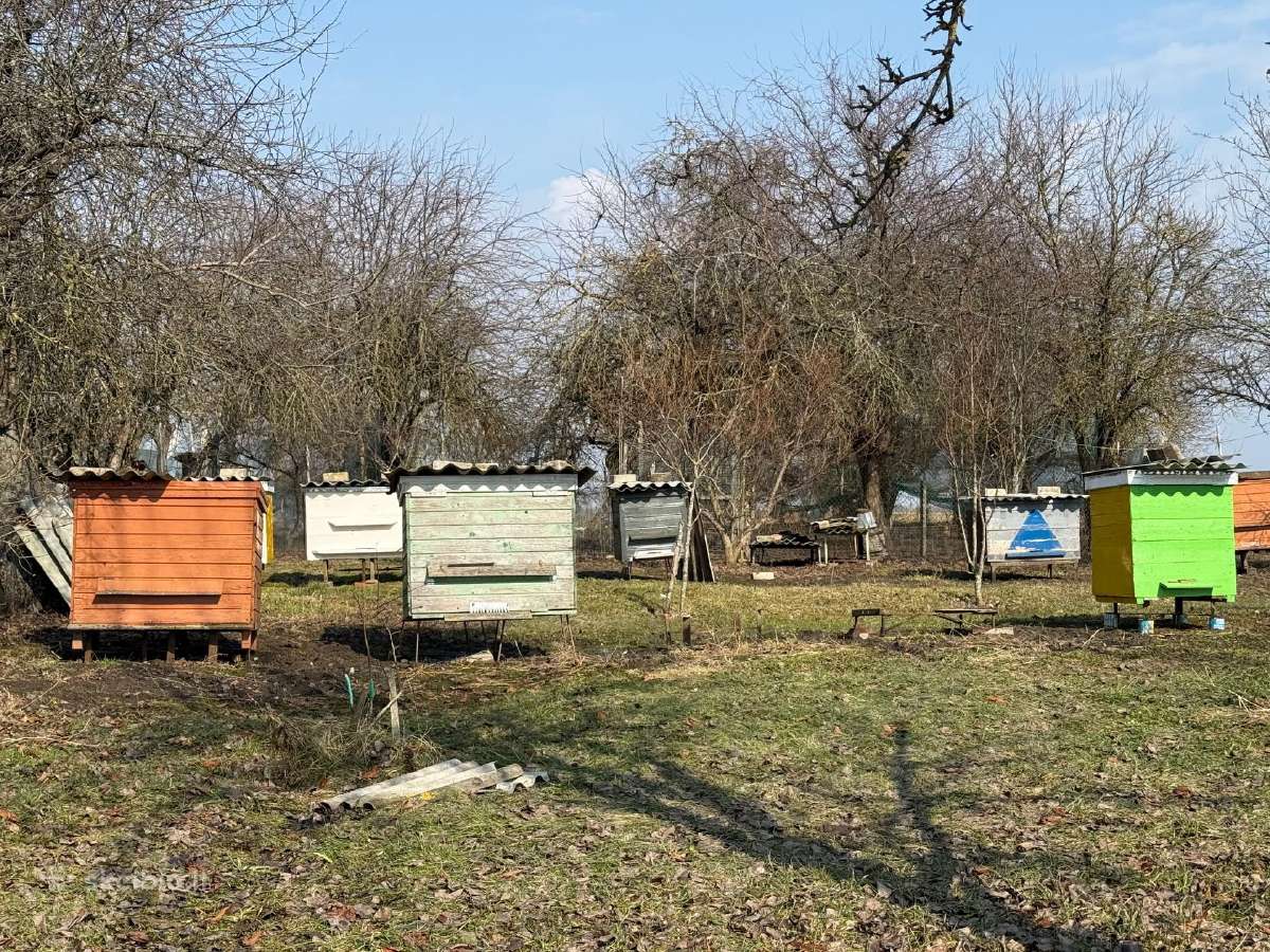 Parduodu bites ir avilius - nuotraukos Nr. 2