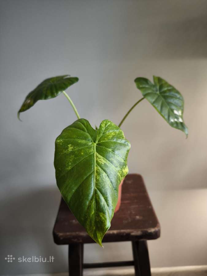 Alocasia gageana aurea