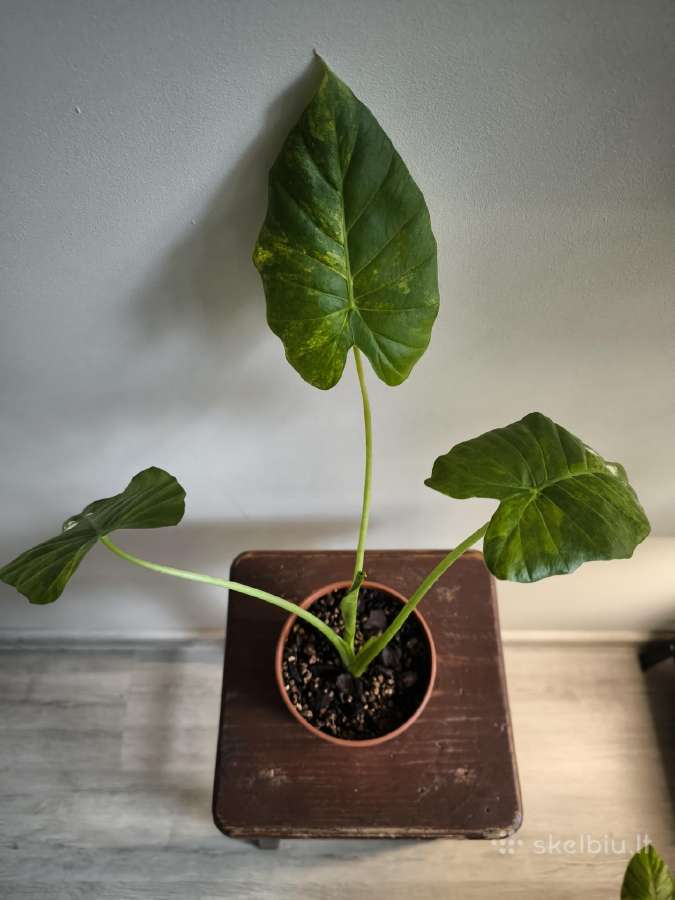 Alocasia gageana aurea - nuotraukos Nr. 2