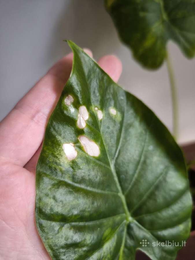 Alocasia gageana aurea - nuotraukos Nr. 3