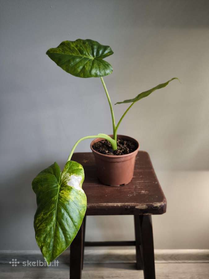 Alocasia gageana aurea - nuotraukos Nr. 4