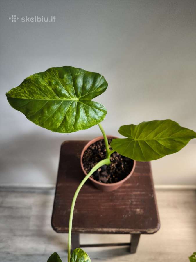 Alocasia gageana aurea - nuotraukos Nr. 5