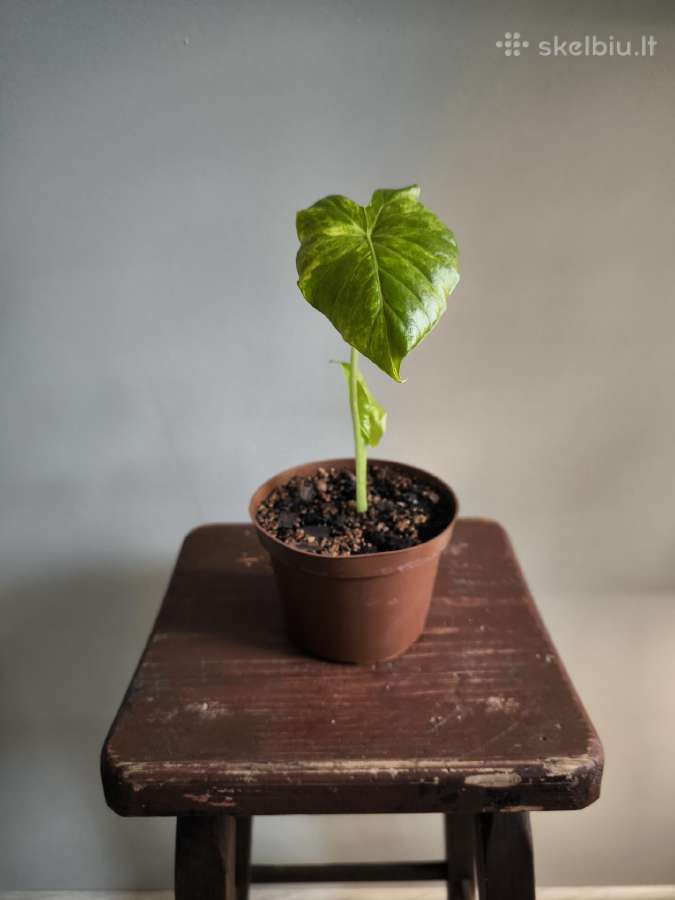 Alocasia gageana aurea - nuotraukos Nr. 6