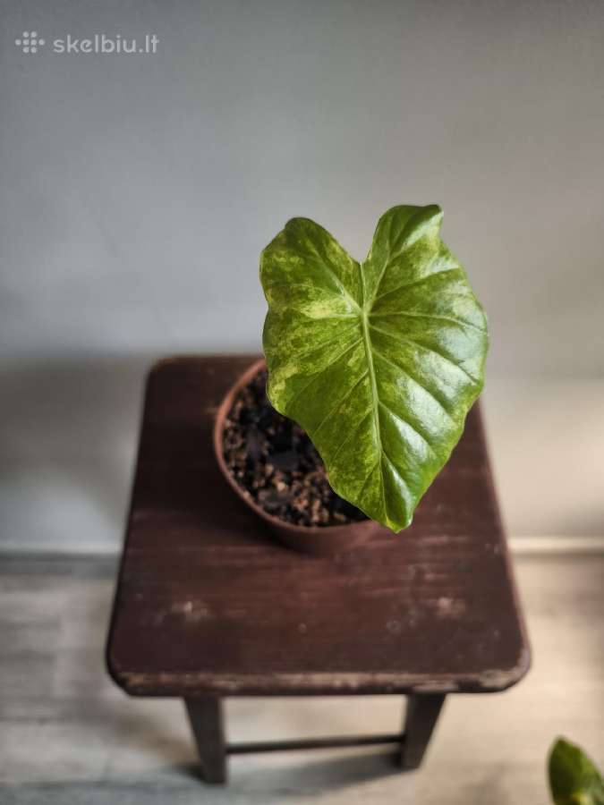 Alocasia gageana aurea - nuotraukos Nr. 7