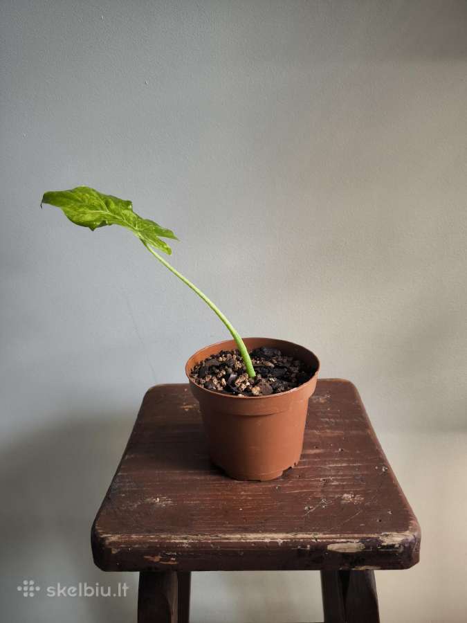 Alocasia gageana aurea - nuotraukos Nr. 8