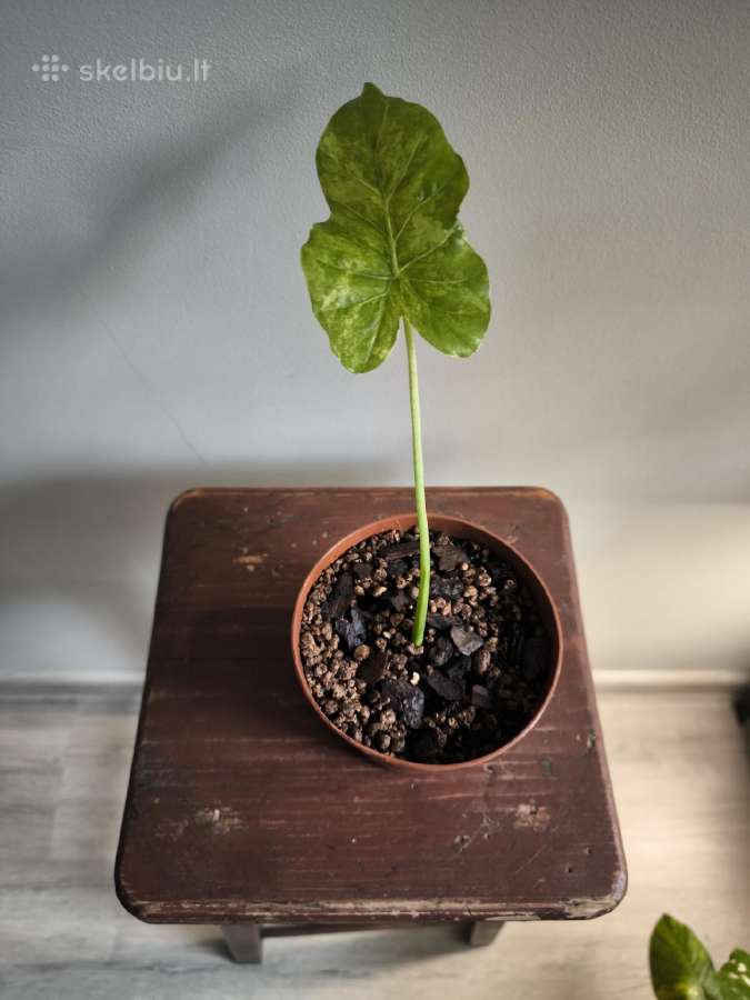 Alocasia gageana aurea - nuotraukos Nr. 9