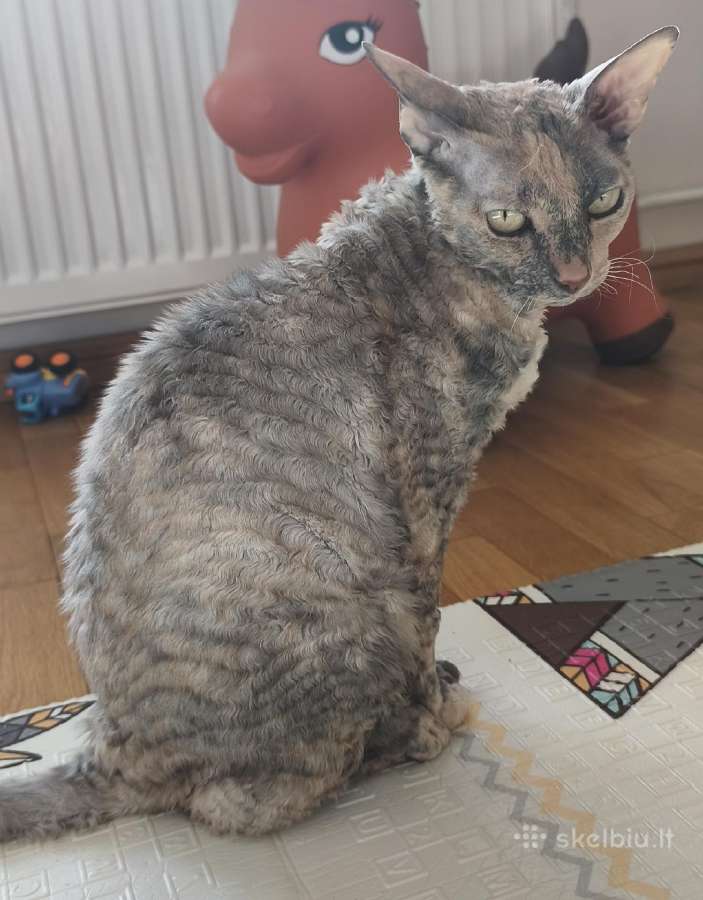 Cornish rex