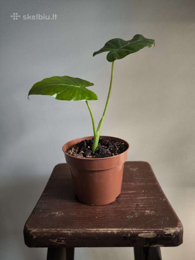 Alocasia gageana