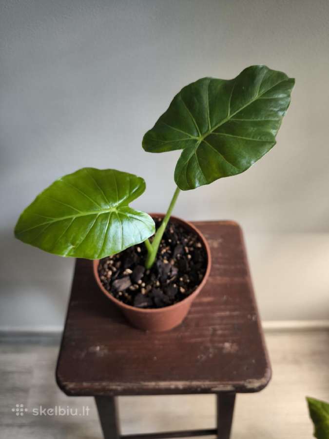 Alocasia gageana - nuotraukos Nr. 2