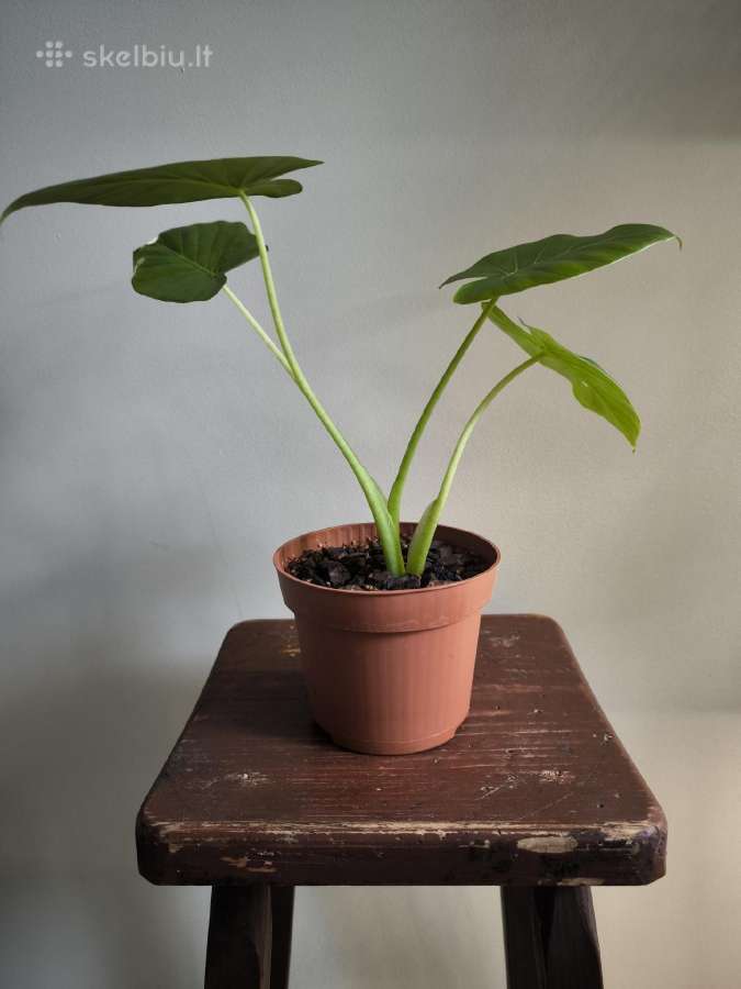 Alocasia gageana - nuotraukos Nr. 3