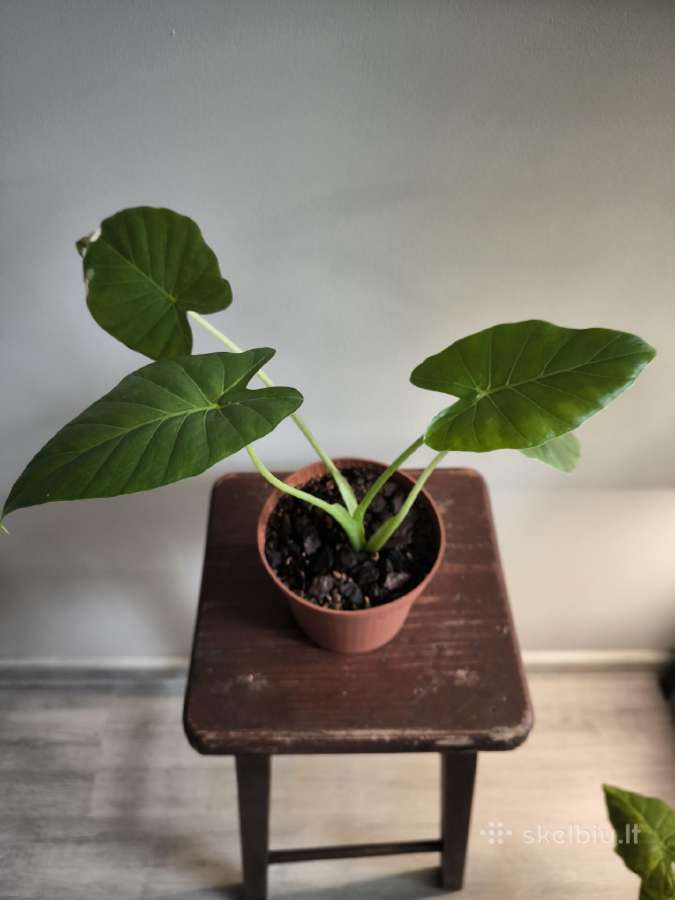 Alocasia gageana - nuotraukos Nr. 4
