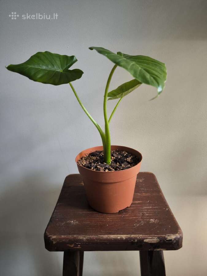 Alocasia gageana - nuotraukos Nr. 5