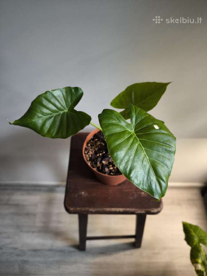 Alocasia gageana - nuotraukos Nr. 6