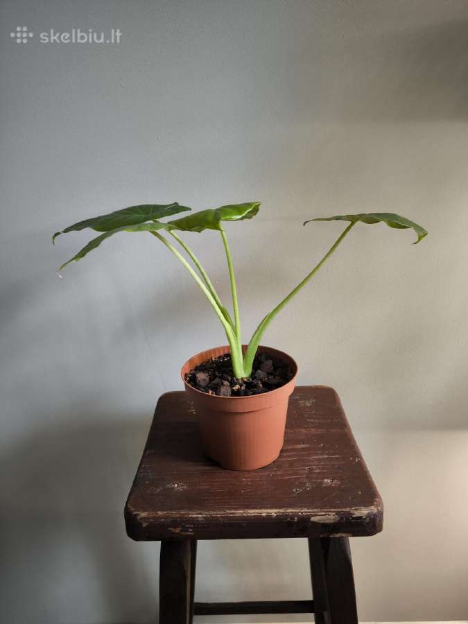 Alocasia gageana - nuotraukos Nr. 7