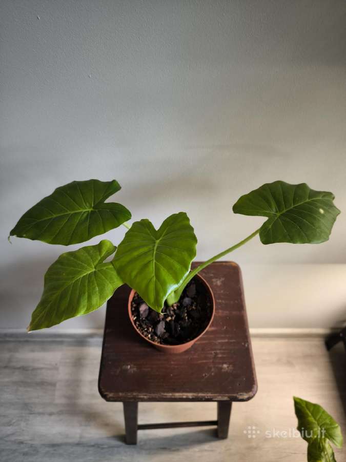 Alocasia gageana - nuotraukos Nr. 8