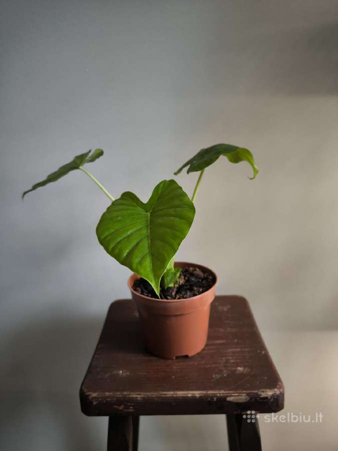 Alocasia gageana - nuotraukos Nr. 9