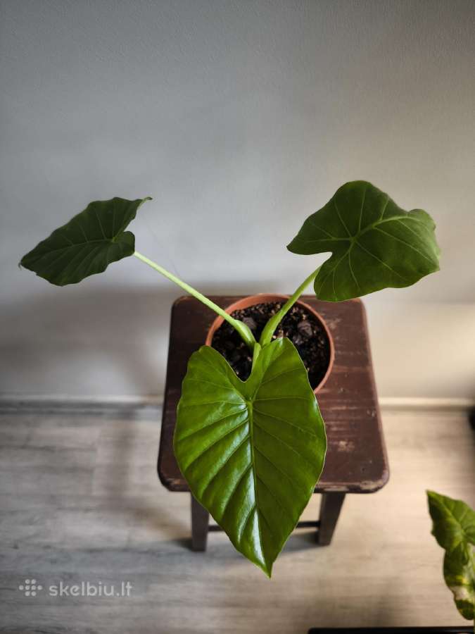 Alocasia gageana - nuotraukos Nr. 10