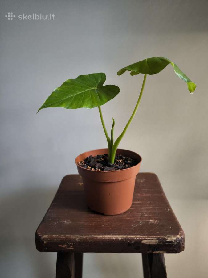 Alocasia gageana - nuotraukos Nr. 11