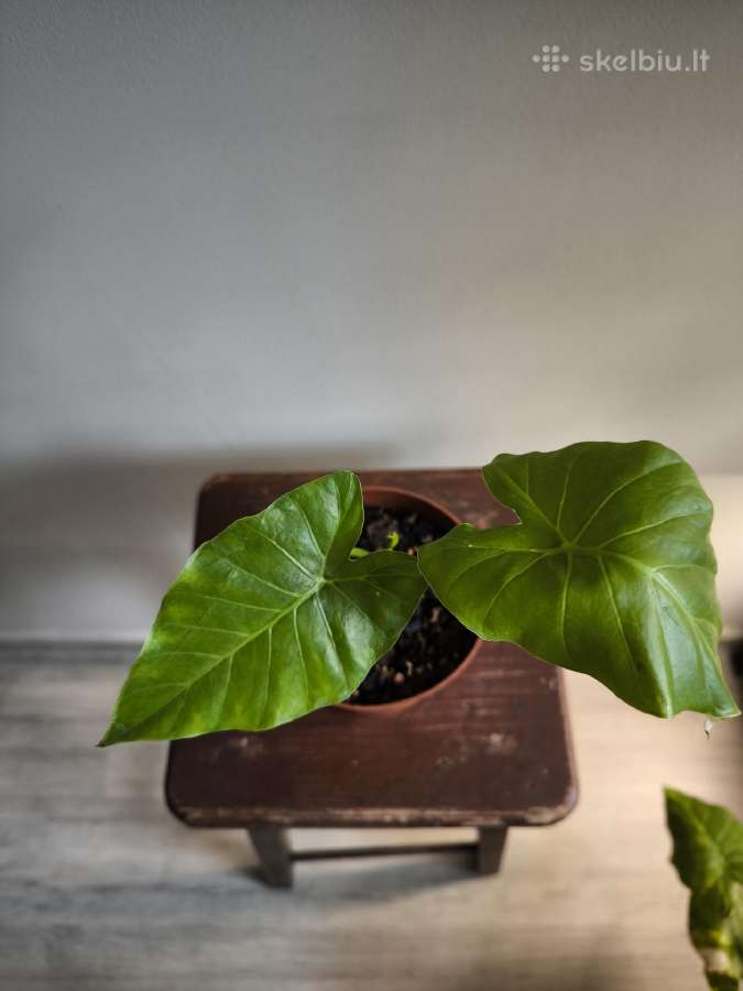 Alocasia gageana - nuotraukos Nr. 12