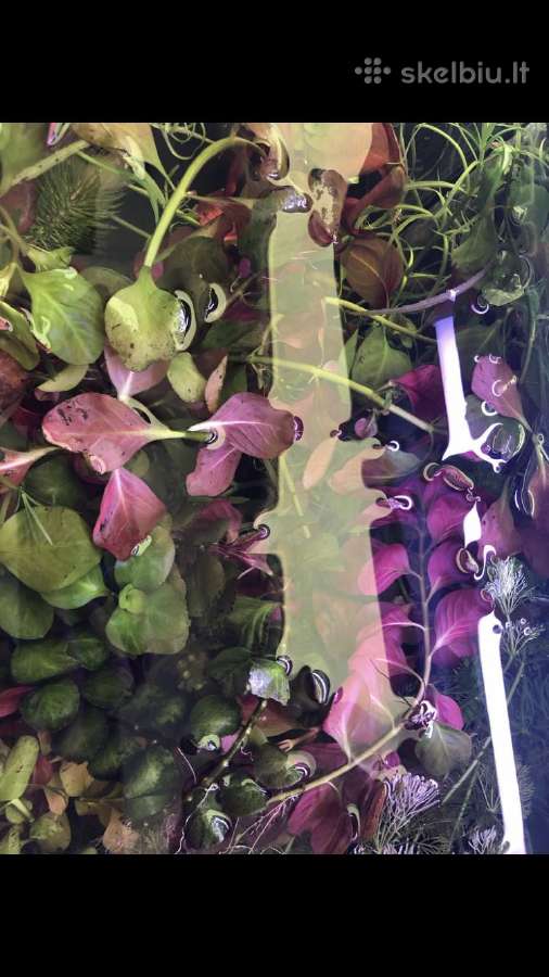 Akvariuminiai augalai