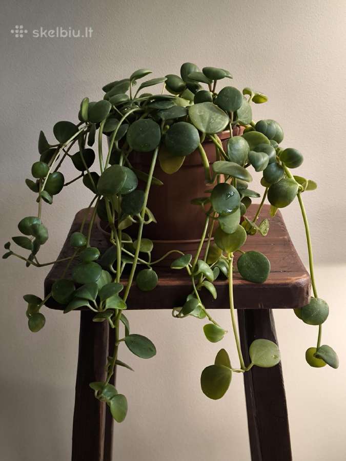 Peperomia Hope