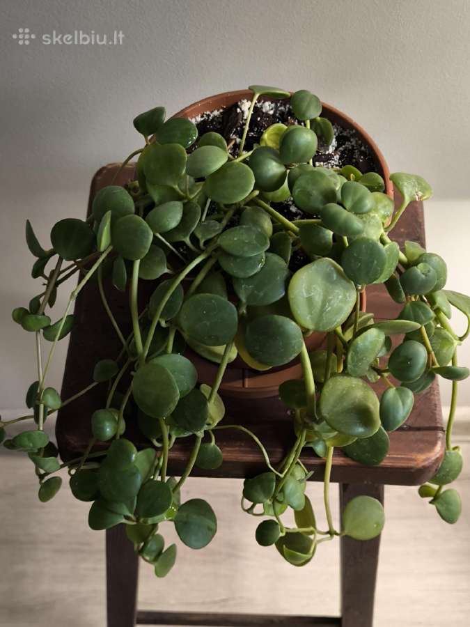 Peperomia Hope - nuotraukos Nr. 2