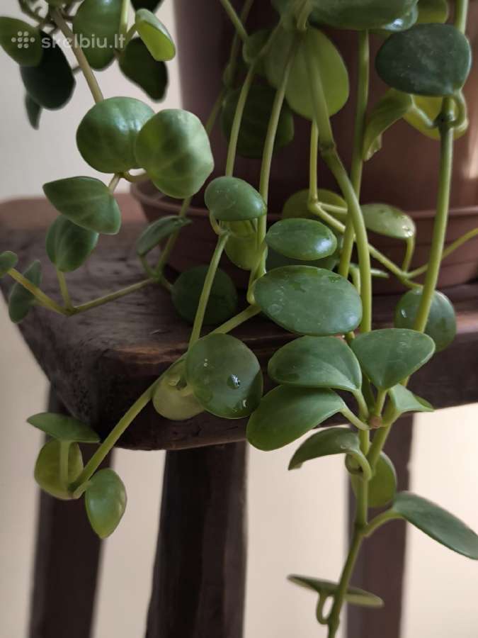 Peperomia Hope - nuotraukos Nr. 3