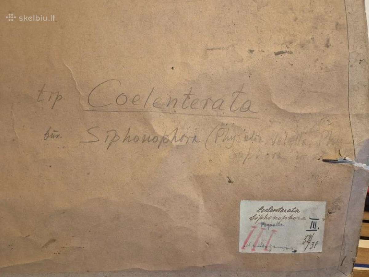 Senovinis posteris gamtos evoliucijos tematika - nuotraukos Nr. 3