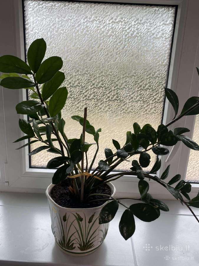 Parduodami vazonai gelems - nuotraukos Nr. 6