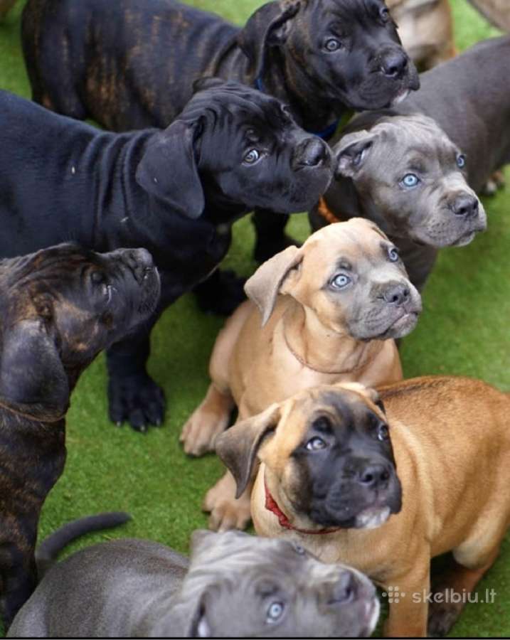 Cane Corso šuniukai su kilmės dokumentais - nuotraukos Nr. 2