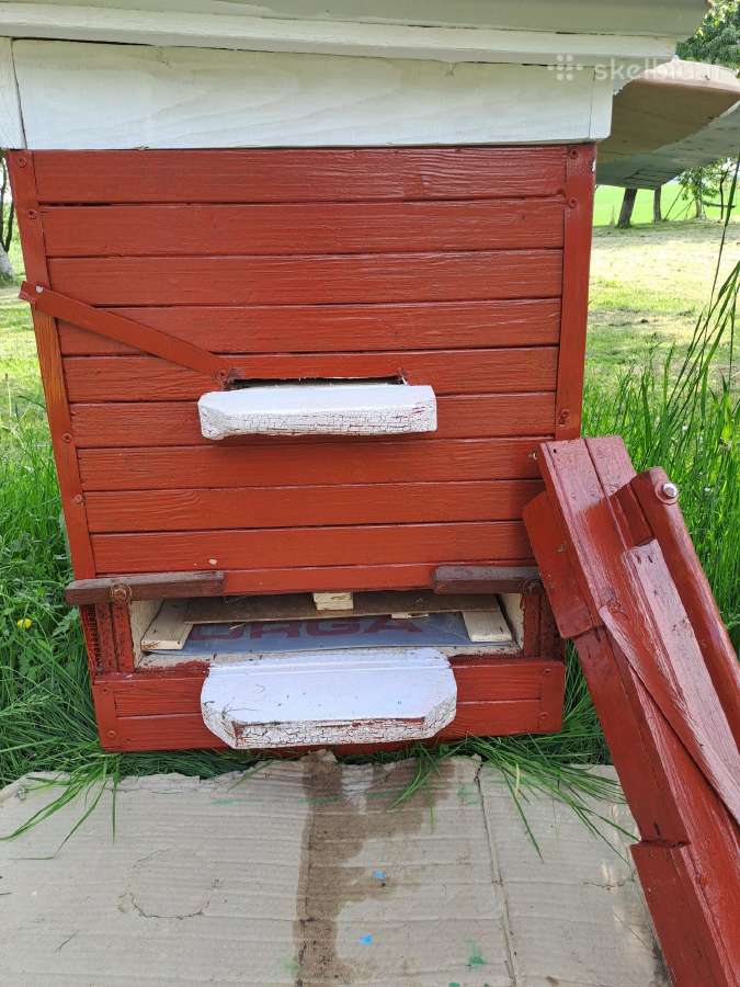 Nauji aviliai ir bičių motinelės - nuotraukos Nr. 6