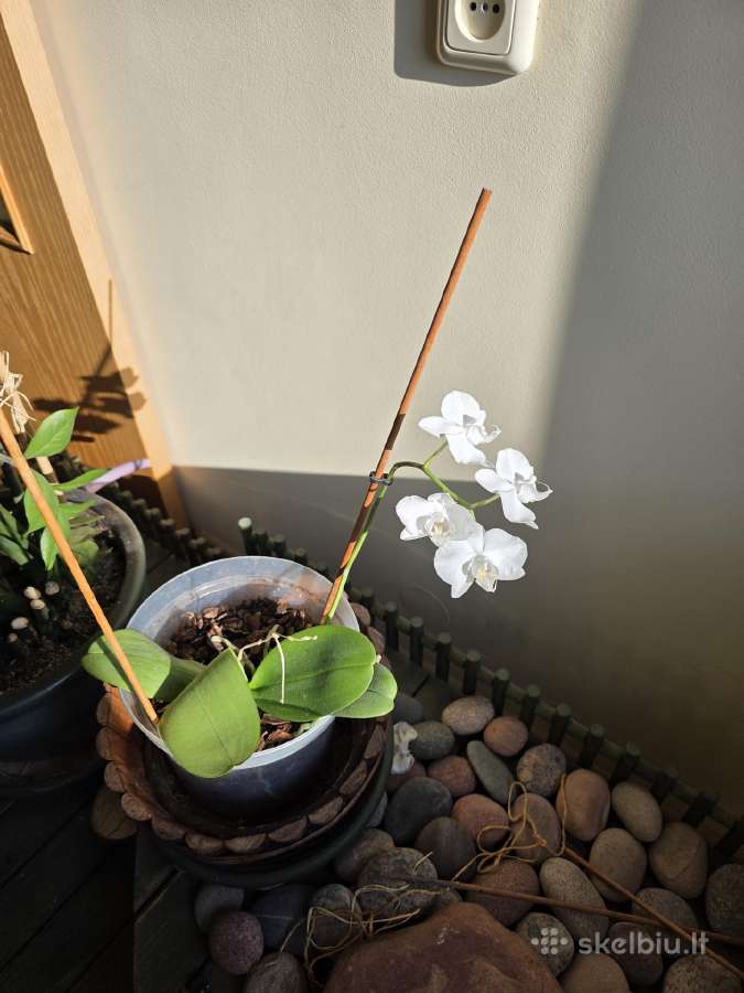 Orchidėja - nuotraukos Nr. 6